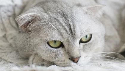 锡林郭勒盟最新的高价医保个人账户余额微信查询方法分享(锡林郭勒盟医保查询个人账户明细怎么查微信教程)