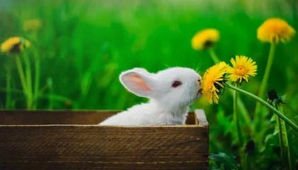 锡林郭勒盟最新的高价医保卡惠民保险代扣怎么取消掉了方法分享(锡林郭勒盟惠民医保怎么报销教程)